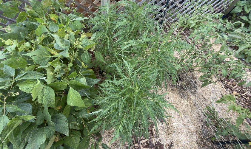 Sweet Annies. Week 4