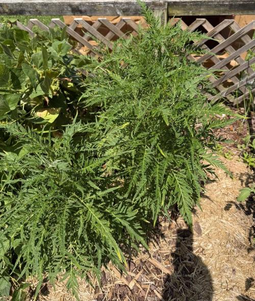 Sweet Annies. Week 4