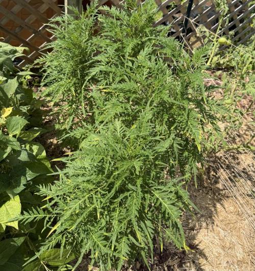 Sweet Annies. Week 5