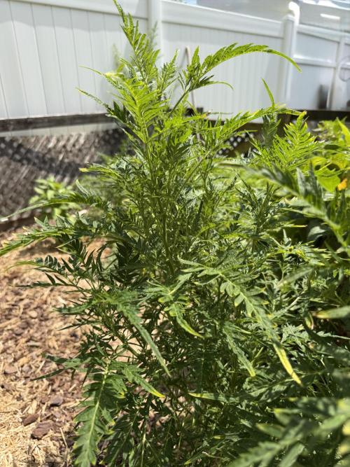 Sweet Annies. Week 5