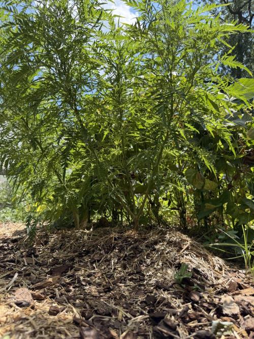 Sweet Annies. Week 5