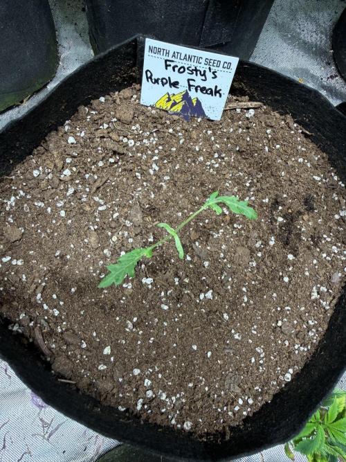 Frosty ‘Bonsai’ Freak. Week 31