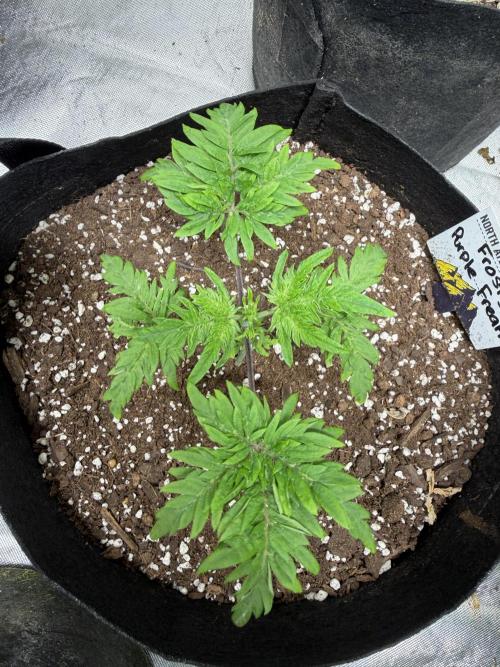 Frosty ‘Bonsai’ Freak. Week 31