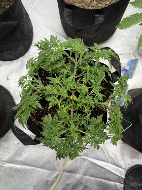 Frosty ‘Bonsai’ Freak. Week 31