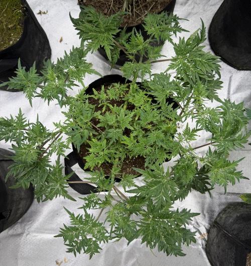 Frosty ‘Bonsai’ Freak. Week 31