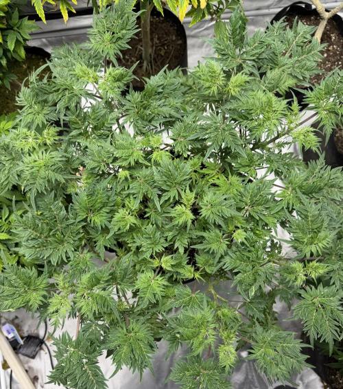 Frosty ‘Bonsai’ Freak. Week 31