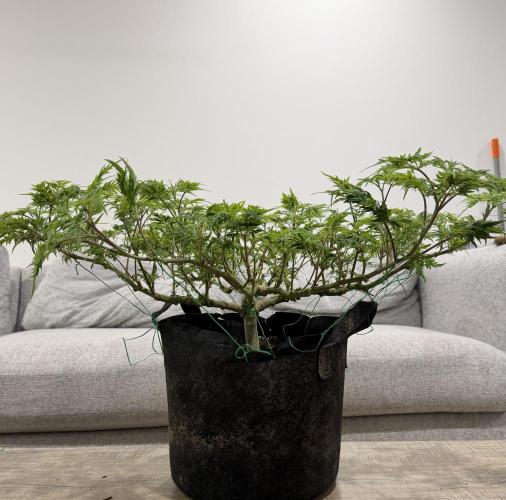 Frosty ‘Bonsai’ Freak. Week 31