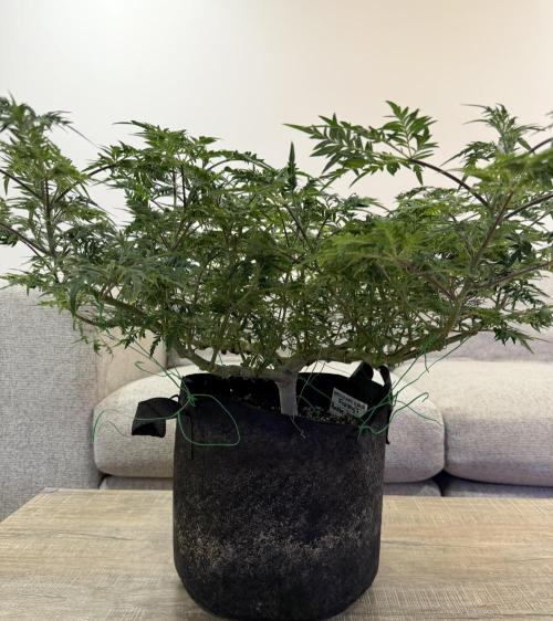 Frosty ‘Bonsai’ Freak. Week 31