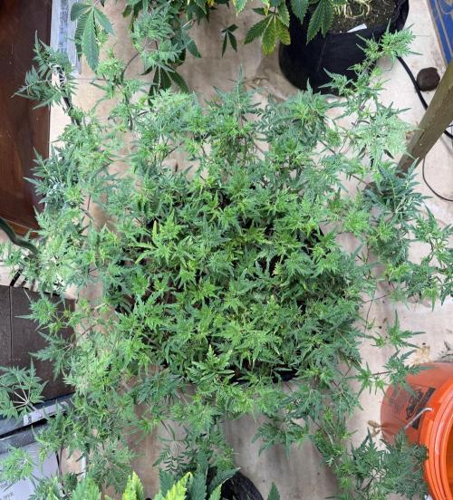 Frosty ‘Bonsai’ Freak. Week 31