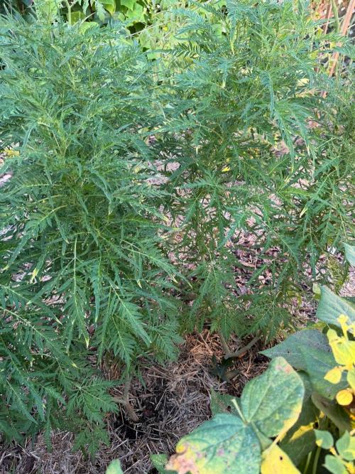 Sweet Annies. Week 6