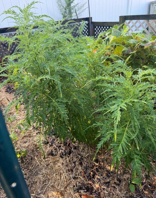 Sweet Annies. Week 6