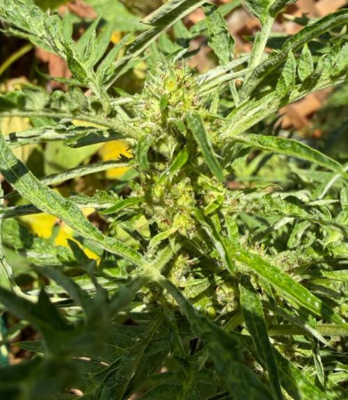 Sweet Annies. Week 7