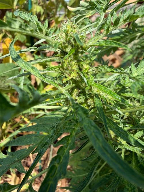Sweet Annies. Week 7
