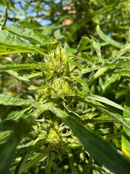 Sweet Annies. Week 7