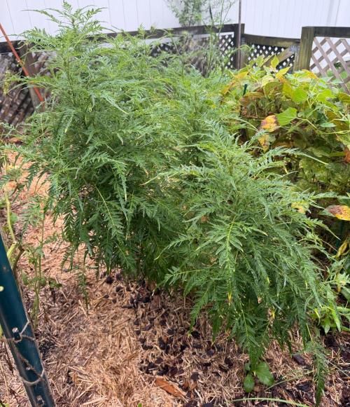 Sweet Annies. Week 7