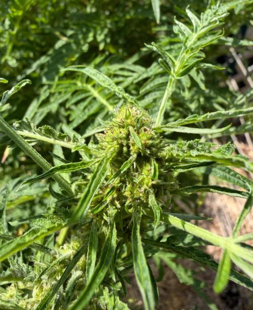 Sweet Annies. Week 7
