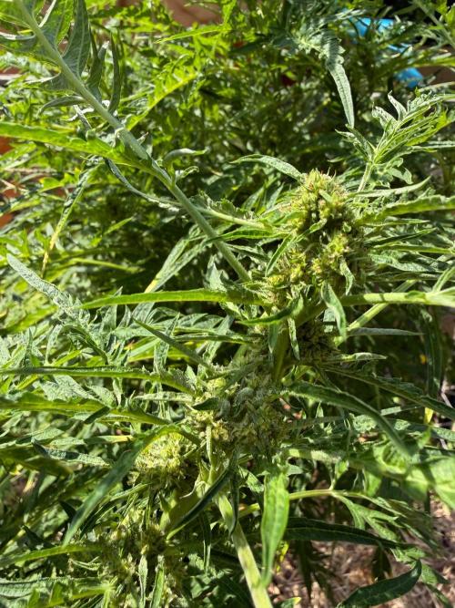Sweet Annies. Week 7