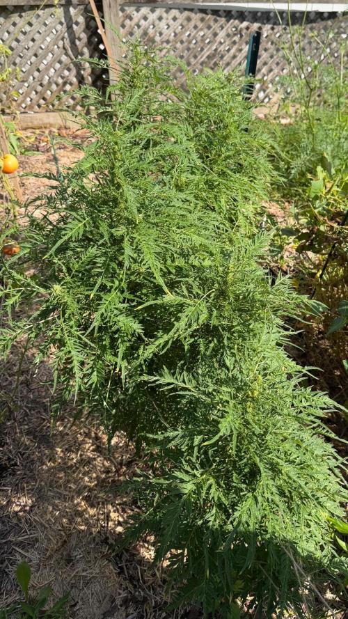 Sweet Annies. Week 8