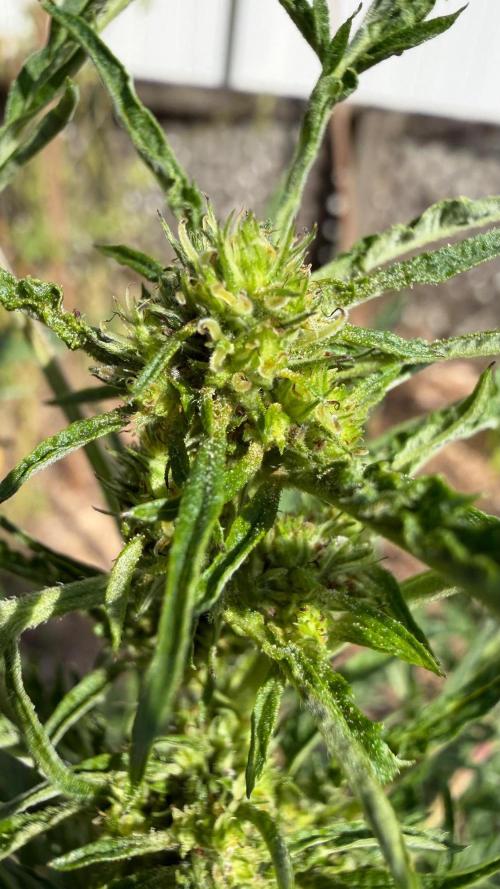 Sweet Annies. Week 8