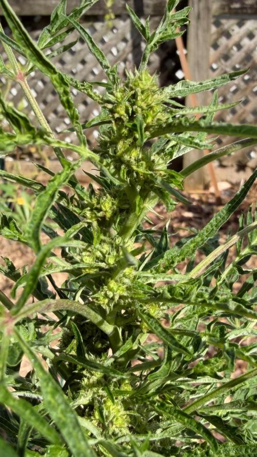 Sweet Annies. Week 8