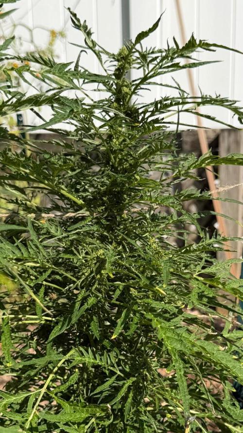 Sweet Annies. Week 8
