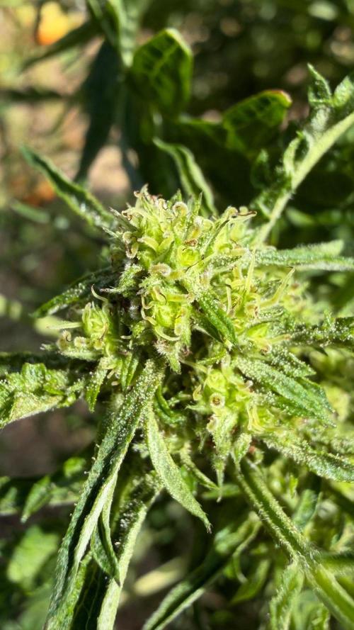 Sweet Annies. Week 8