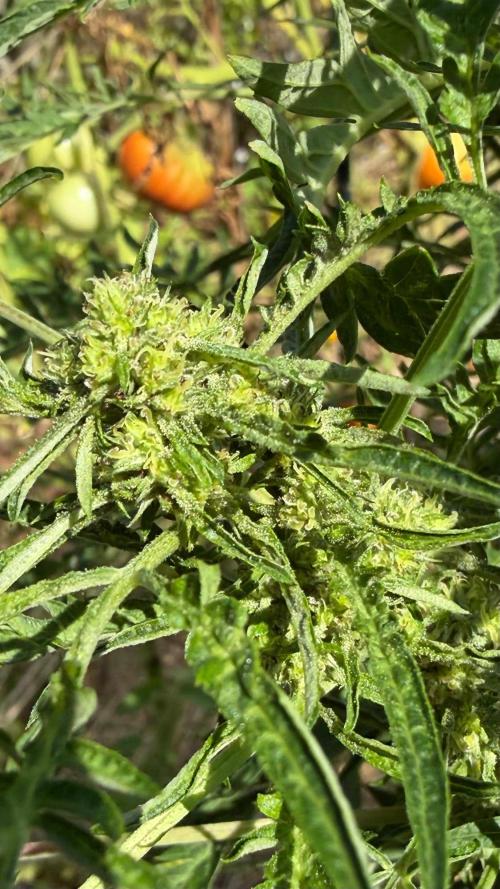 Sweet Annies. Week 8