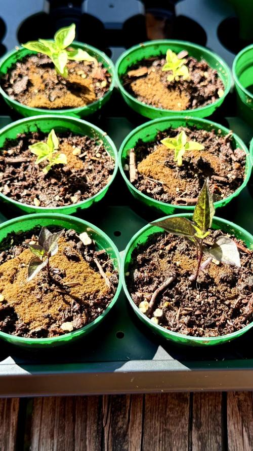 Sweet Annies. Week 8