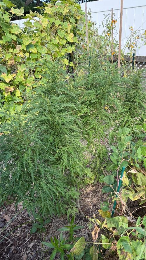 Sweet Annies. Week 8