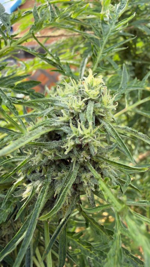 Sweet Annies. Week 9