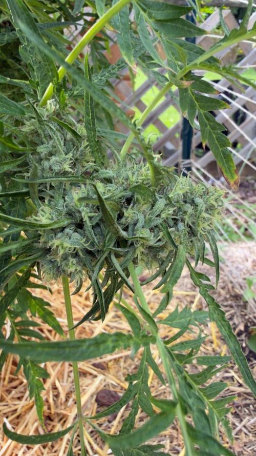 Sweet Annies. Week 9