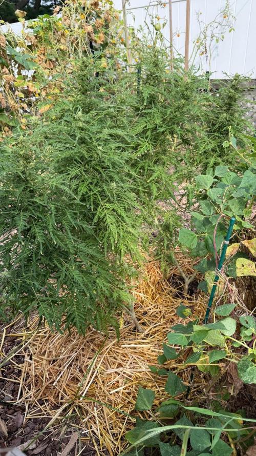 Sweet Annies. Week 9