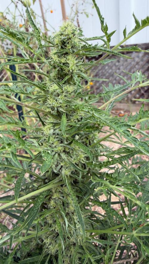 Sweet Annies. Week 9