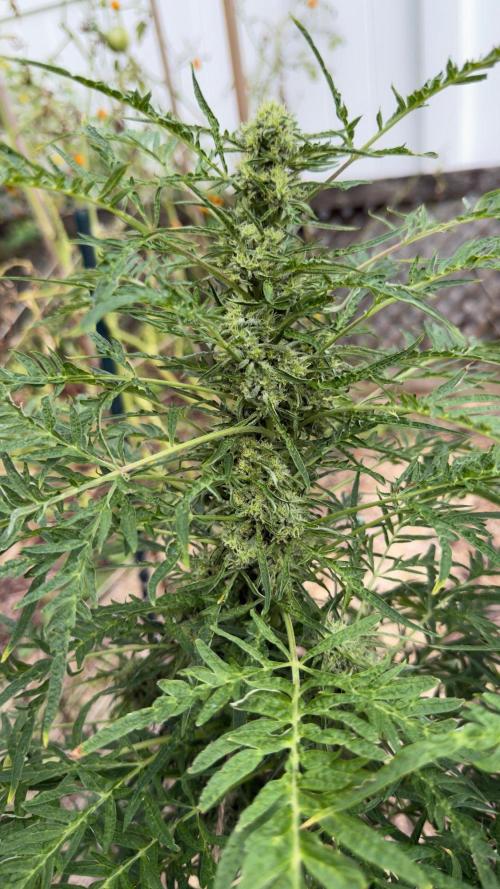Sweet Annies. Week 9