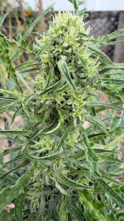 Sweet Annies. Week 9