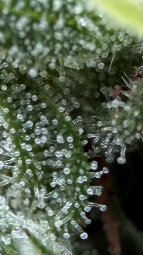 Frosty’s Purple Freak. Week 9