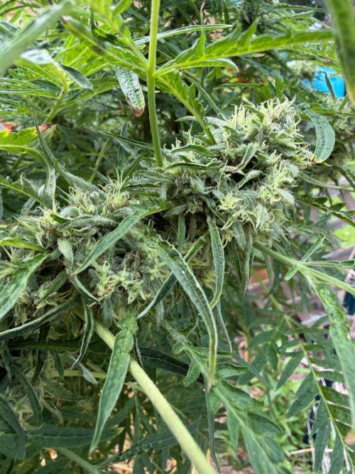Sweet Annies. Week 9