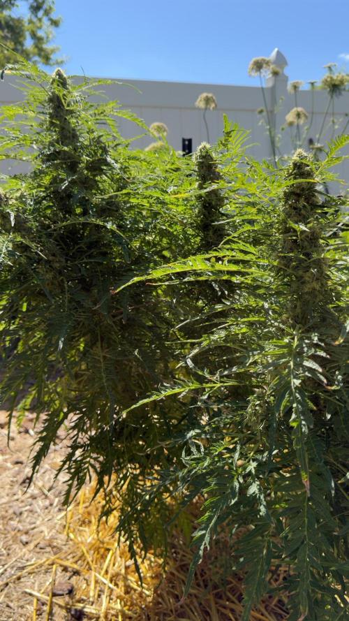 Sweet Annies. Week 10