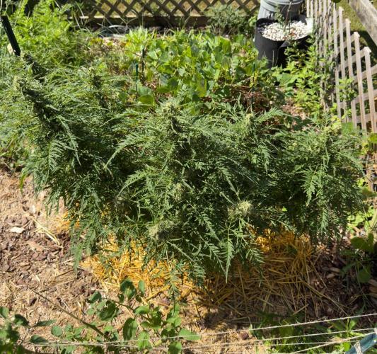 Sweet Annies. Week 10