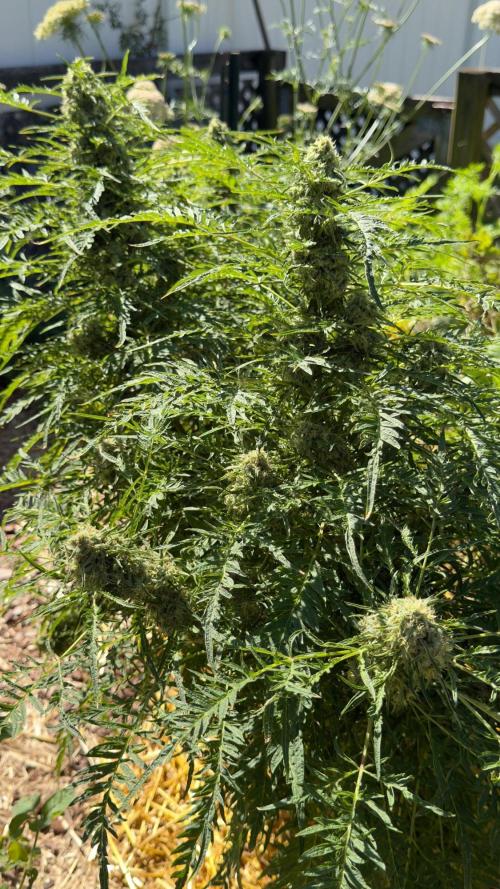 Sweet Annies. Week 10