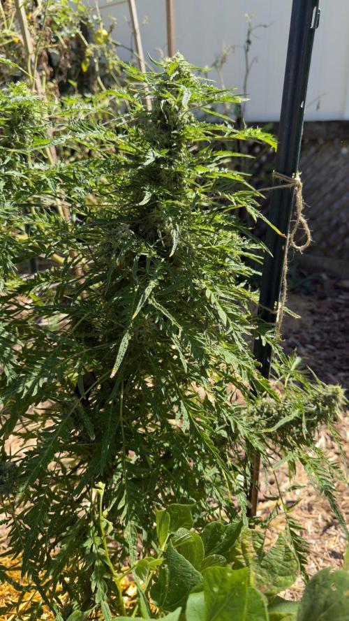 Sweet Annies. Week 10