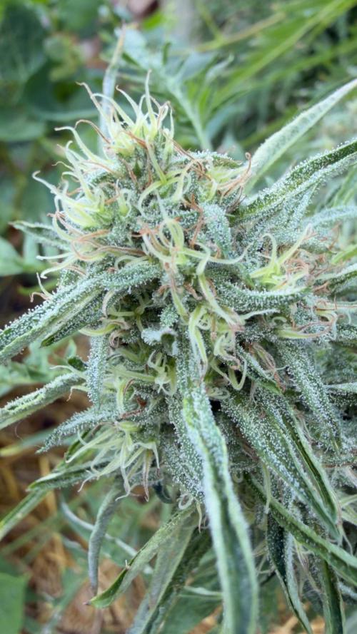 Sweet Annies. Week 10 - Cloud cover lighting. 