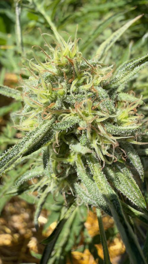 Sweet Annies. Week 10