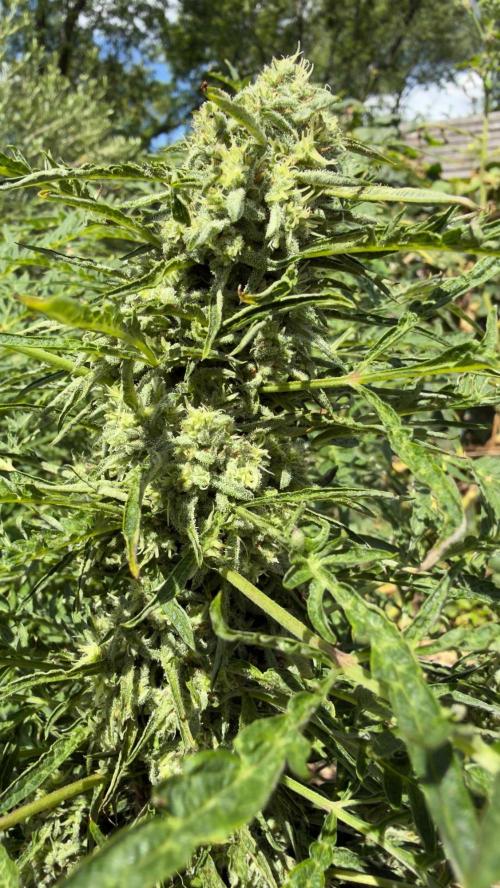 Sweet Annies. Week 10