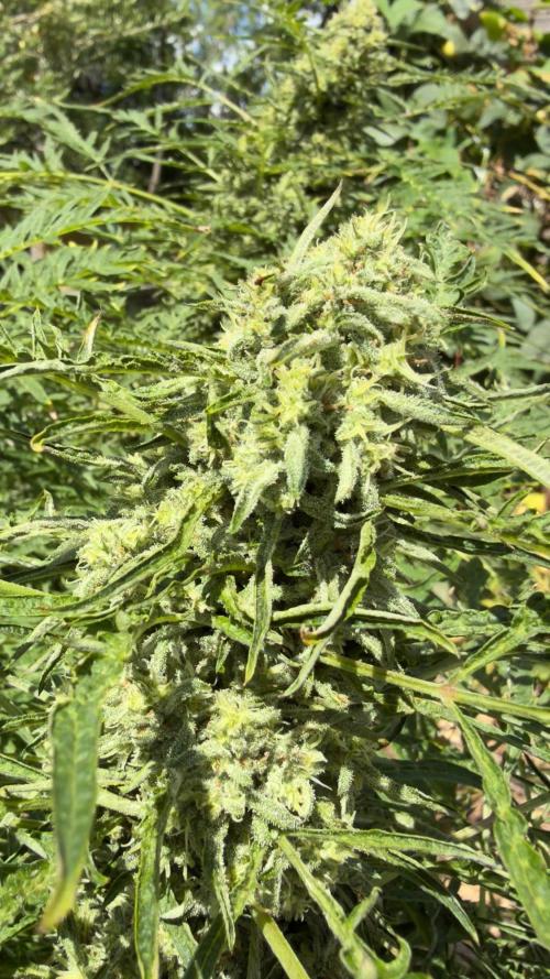 Sweet Annies. Week 10