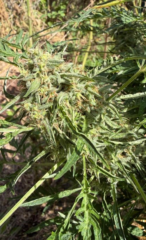 Sweet Annies. Week 10