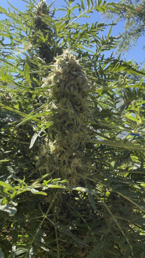 Sweet Annies. Week 10