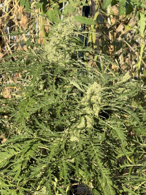 Sweet Annies. Week 10