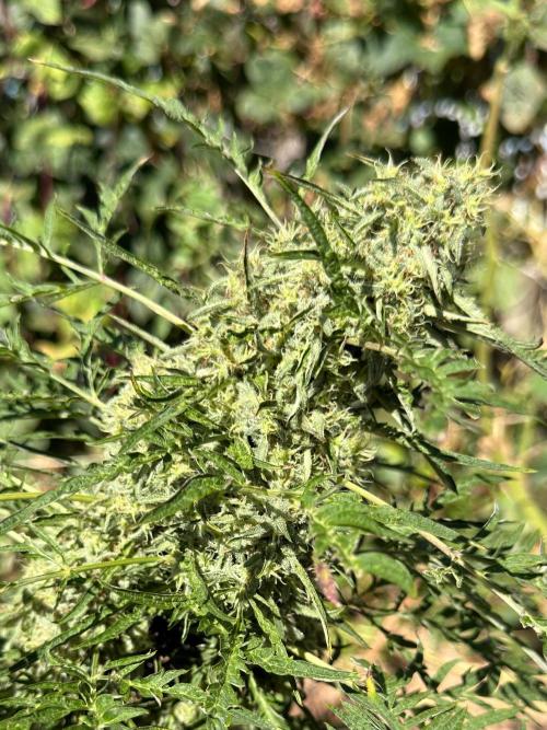 Sweet Annies. Week 11