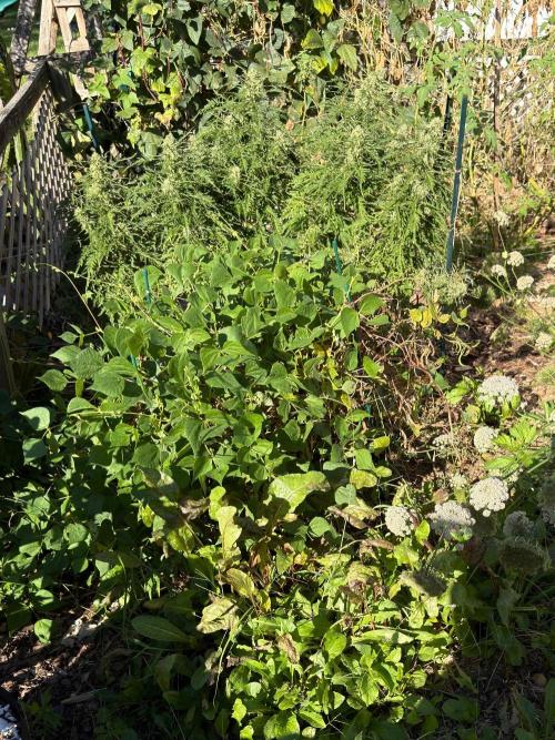 Sweet Annies. Week 11